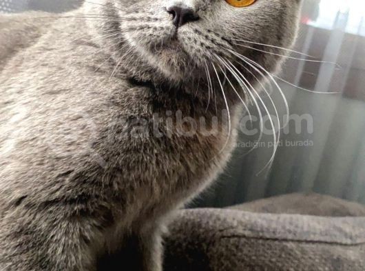 1 Bucuk Yasinda British Shorthair görsel