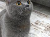 1 Bucuk Yasinda British Shorthair