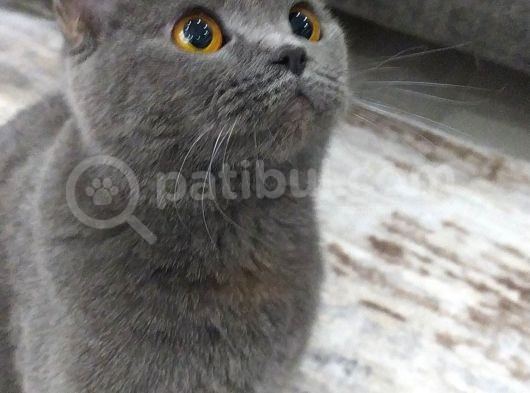 1 Bucuk Yasinda British Shorthair görsel
