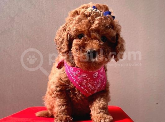 Safkan Toy Poodle görsel