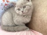 British Shorthair Dişi 2,5 Aylık