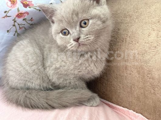 British Shorthair Dişi 2,5 Aylık görsel