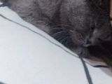 1 Bucuk Yasinda British Shorthair