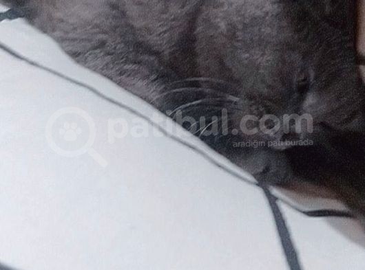 1 Bucuk Yasinda British Shorthair görsel