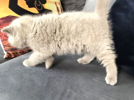 2 Aylık Erkek Yavrumuz görsel