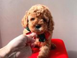 Orjinal Toy Poodle