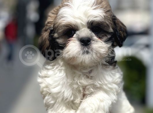 Bebek Sürat Shıh Tzu Yavrular