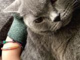 1 Bucuk Yasinda British Shorthair