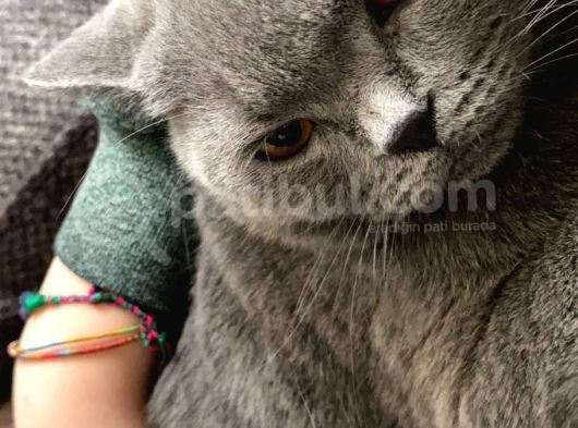 1 Bucuk Yasinda British Shorthair görsel