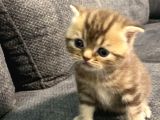 1 Aylık Erkek Scottish Fold