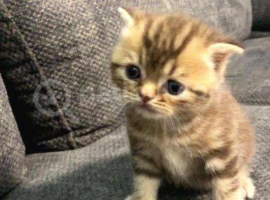 1 Aylık Erkek Scottish Fold görsel