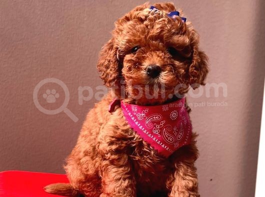 Safkan Toy Poodle görsel