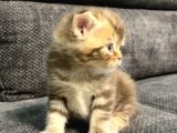 1 Aylık Erkek Scottish Fold