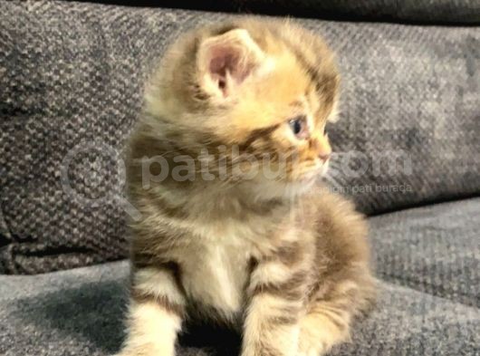 1 Aylık Erkek Scottish Fold görsel