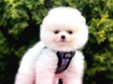 Safkan Pomeranian Boo Yavrularımız
