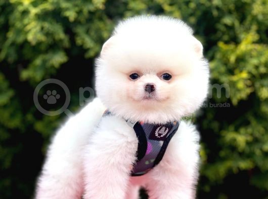 Safkan Pomeranian Boo Yavrularımız görsel