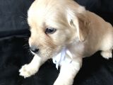 Aşılı,Karneli Ev Doğumlu Golden Retriever Bebişler