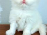 Yavru Kedi Sahiplendirme