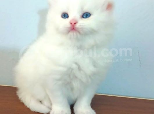 Yavru Kedi Sahiplendirme görsel