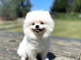 Show Kalite Pomeranian Yavrular