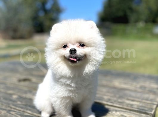 Show Kalite Pomeranian Yavrular görsel