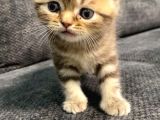 1 Aylık Erkek Scottish Fold