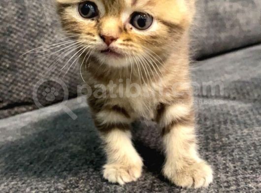 1 Aylık Erkek Scottish Fold görsel