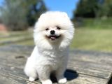 Show Kalite Pomeranian Yavrular