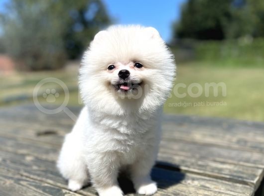 Show Kalite Pomeranian Yavrular görsel