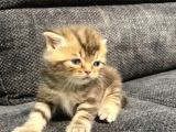 1 Aylık Erkek Scottish Fold