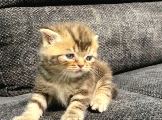 1 Aylık Erkek Scottish Fold görsel