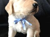 Aşılı,Karneli Ev Doğumlu Golden Retriever Bebişler