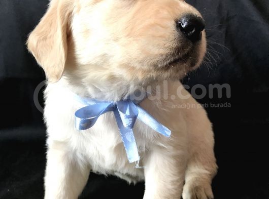 Aşılı,Karneli Ev Doğumlu Golden Retriever Bebişler görsel