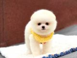 Pomeranian Boo Teddy Face Erkek Yavrumuz