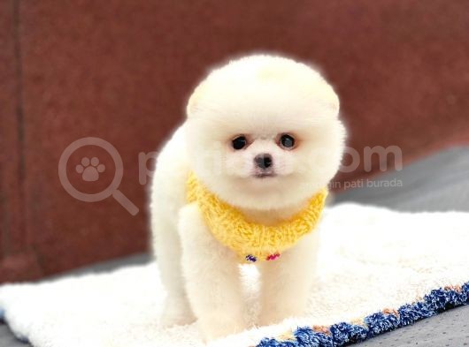 Pomeranian Boo Teddy Face Erkek Yavrumuz görsel