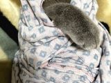 1 Bucuk Yasinda British Shorthair