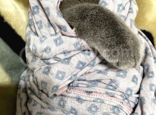 1 Bucuk Yasinda British Shorthair