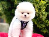 Safkan Pomeranian Boo Yavrularımız