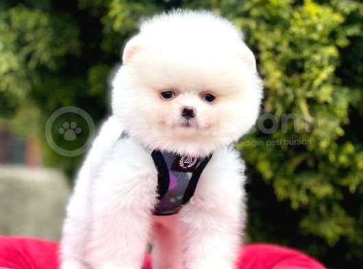 Safkan Pomeranian Boo Yavrularımız