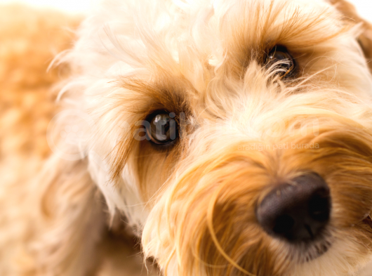 Show Kalite Labradoodle Yavrular