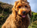 A Kalite Safkan Cockapoo Yavrularımız