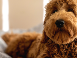 Show Kalite Erkek Ve Dişi Goldendoodle Yavrular