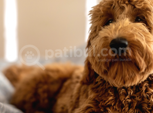 Show Kalite Erkek ve Dişi Goldendoodle Yavrular