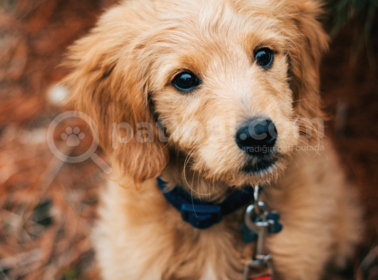 Show Kalite Erkek Ve Dişi Goldendoodle Yavrular görsel