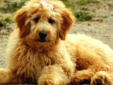 Irk Ve Sağlık Garantili Goldendoodle Yavrular