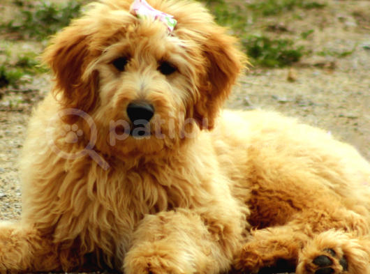 Irk ve Sağlık Garantili Goldendoodle Yavrular