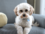 Orjinal Cavapoo Yavrularımız