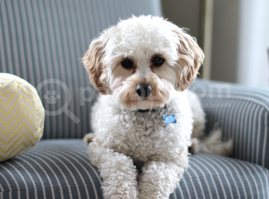 Orjinal Cavapoo Yavrularımız