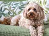 Orjinal Cavapoo Yavrularımız
