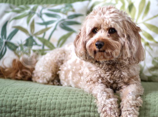 Orjinal Cavapoo Yavrularımız görsel